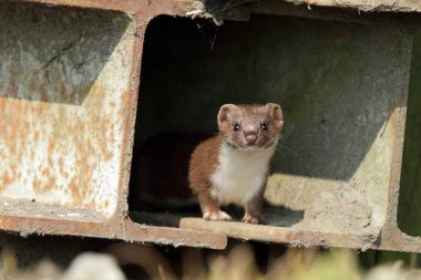 Weasel comes out the shelter clipart