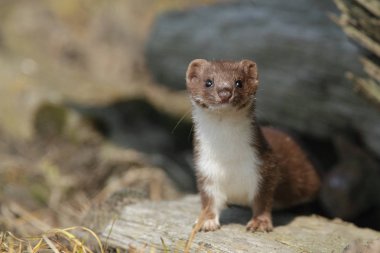 Weasel comes out the shelter clipart