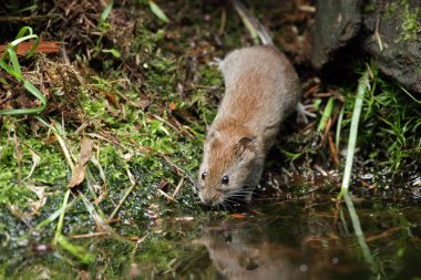 Su kenarındaki ahşap fare