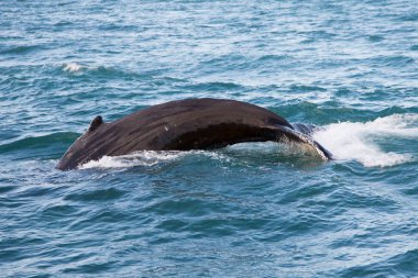 long Beach gri balina