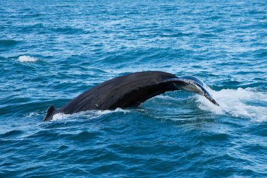 long Beach gri balina