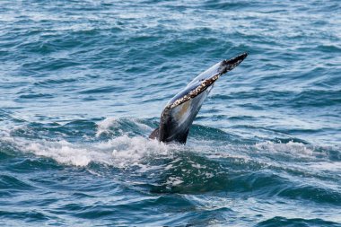 long Beach gri balina