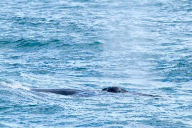 long Beach gri balina