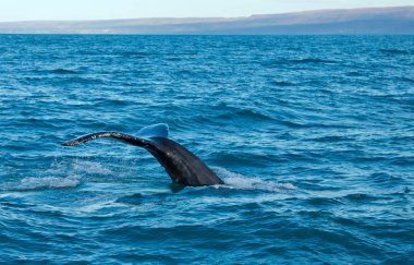 grey whale at long beach clipart