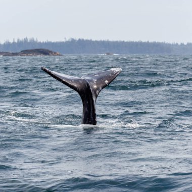 Tail of a grey whale at long beach clipart
