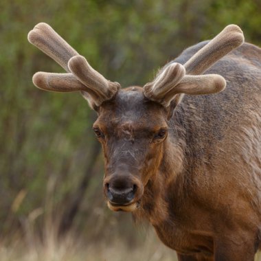 Portrait of  Elk on nature clipart