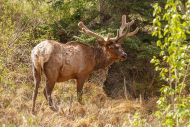 Portrait of  Elk on nature clipart
