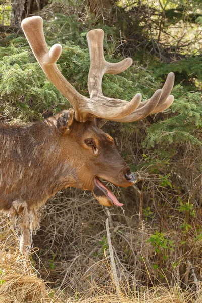 Ritratto di Alce sulla natura — Foto Stock