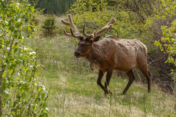 Portrait of  Elk on nature — Stock Photo, Image
