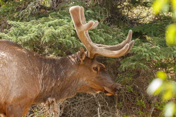 Portrait de wapiti sur la nature — Photo