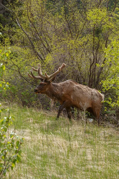 Portrait de wapiti sur la nature — Photo