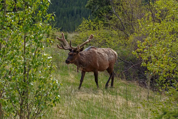 Portrait de wapiti sur la nature — Photo