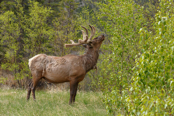 Portrait of  Elk on nature