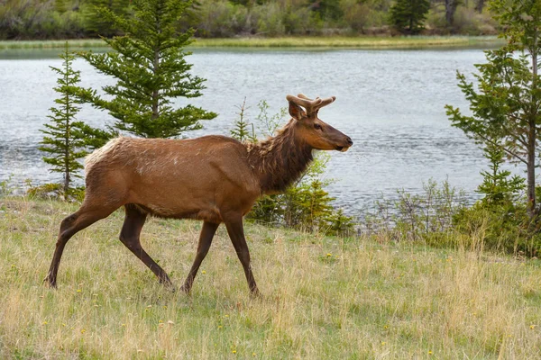 Portrait de wapiti sur la nature — Photo