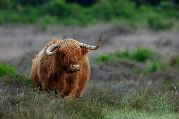 Vaca das Terras Altas na natureza — Fotografia de Stock