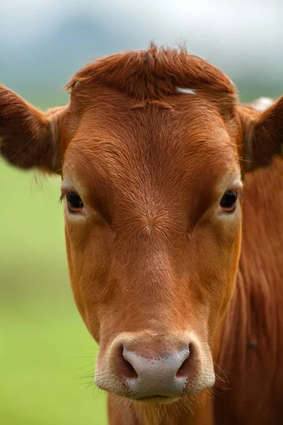 Retrato de uma vaca na natureza — Fotografia de Stock