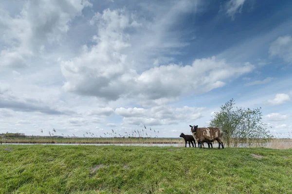 วัวดัตช์ในทุ่งหญ้า — ภาพถ่ายสต็อก