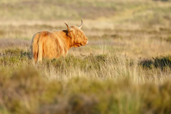 Vache des Highlands sur la nature — Photo