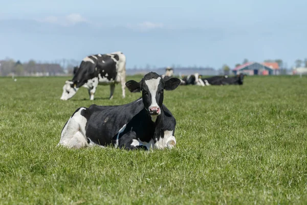 Hollandalı inek bir çayırda — Stok fotoğraf