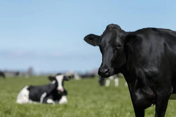 Vacas holandesas em um prado — Fotografia de Stock