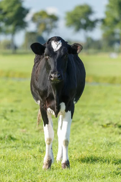 Vaca blanca y negra holandesa — Foto de Stock