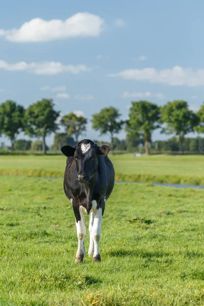 Vaca blanca y negra holandesa —  Fotos de Stock