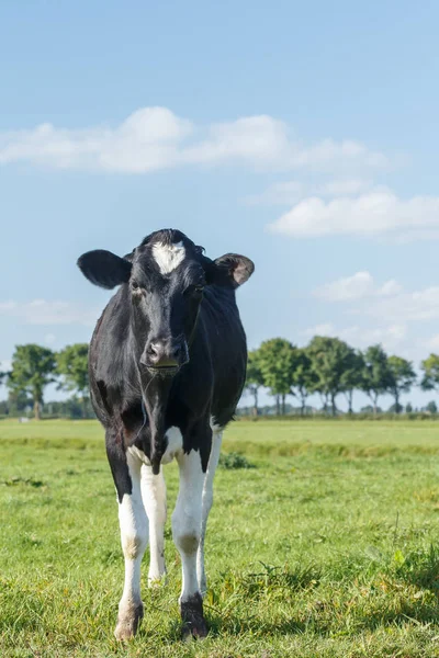 Голландська чорно-білі корови — стокове фото