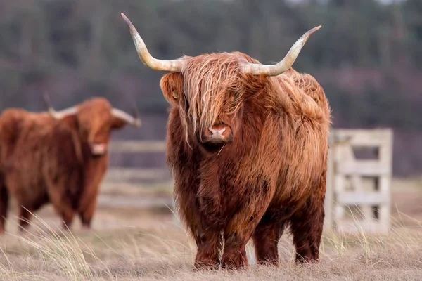 Vacas das Terras Altas na natureza — Fotografia de Stock