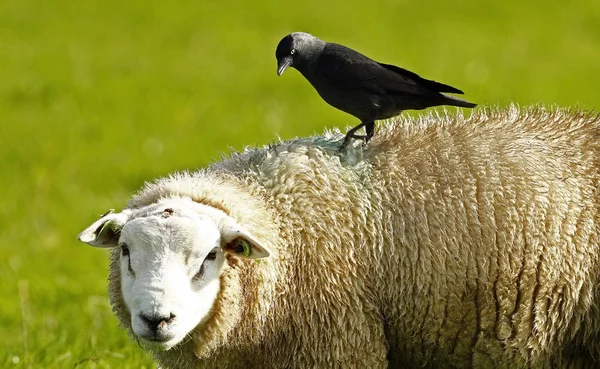 Ovelha e pássaro na natureza — Fotografia de Stock