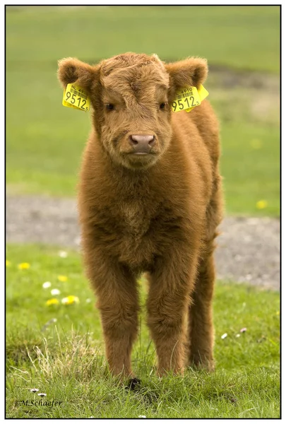 Kalf op groen veld — Stockfoto