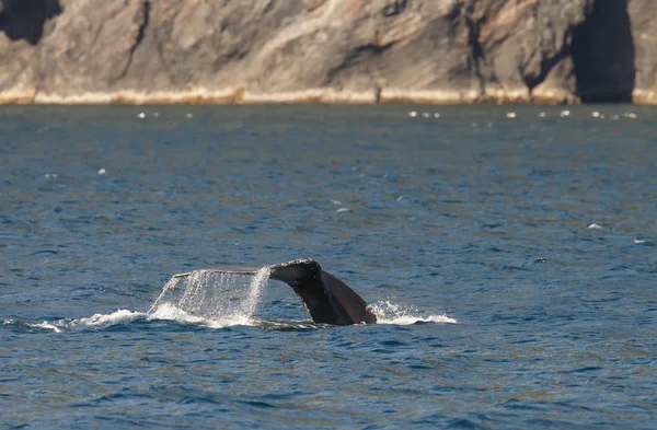 Tail of a grey whale at long beach
