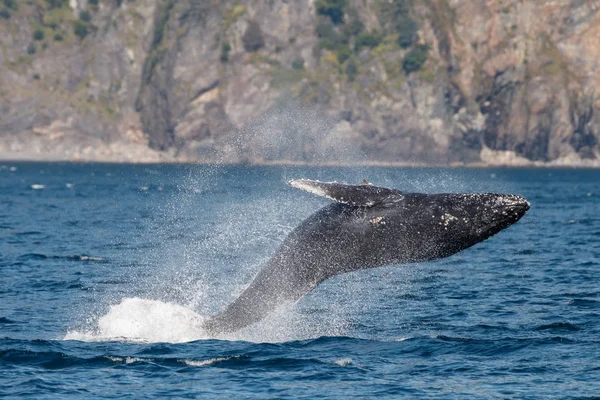Серый кит на длинном пляже — стоковое фото