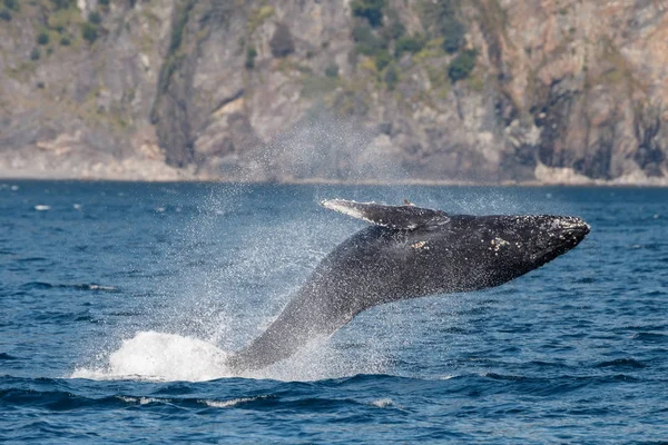 Ballena gris en playa larga — Foto de Stock