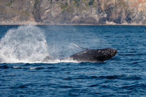 Ballena gris en playa larga — Foto de Stock