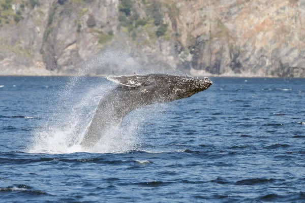 Grijze walvis op long beach — Stockfoto