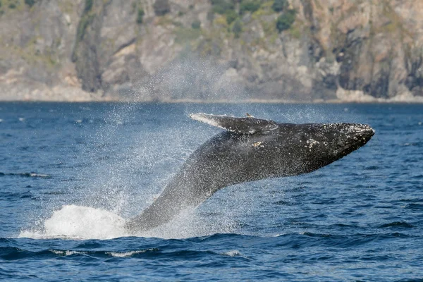 Grey whale at long beach — Stock Photo, Image