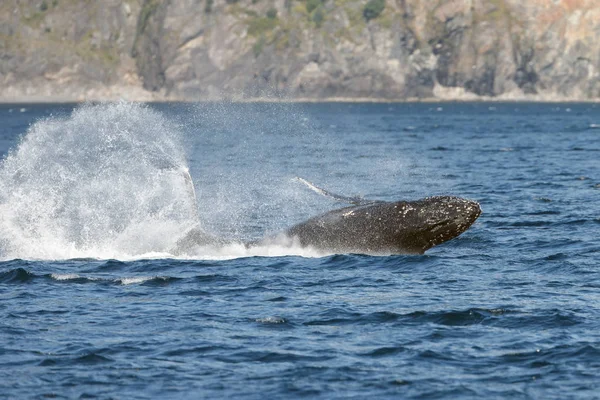 Ballena gris en playa larga — Foto de Stock