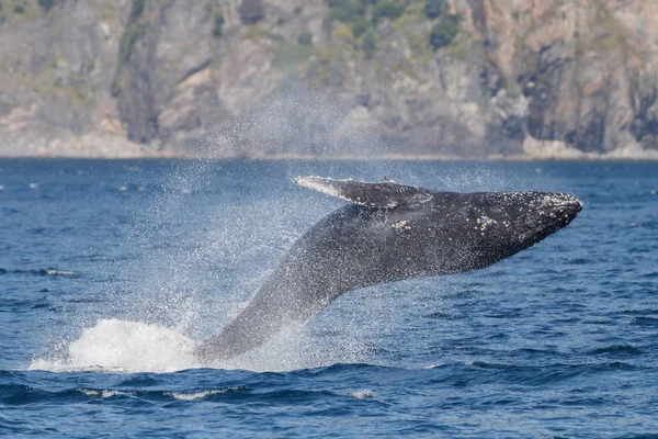 Ballena gris en playa larga — Foto de Stock