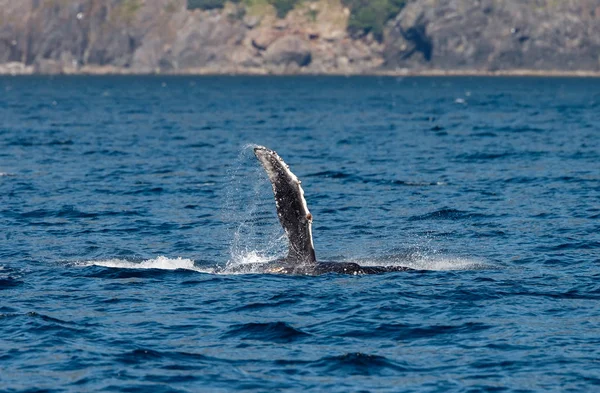 Staart van een grijze walvis op long beach — Stockfoto