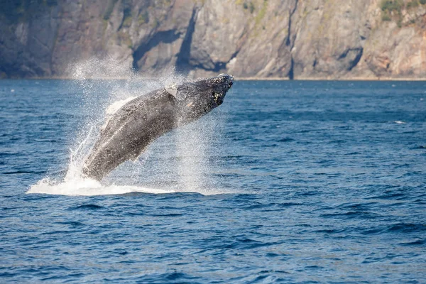 Grijze walvis op long beach — Stockfoto