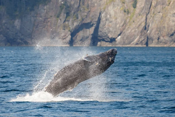 Ballena gris en playa larga — Foto de Stock