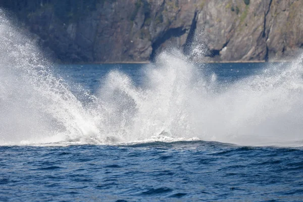 Coda di balena grigia sulla lunga spiaggia — Foto Stock