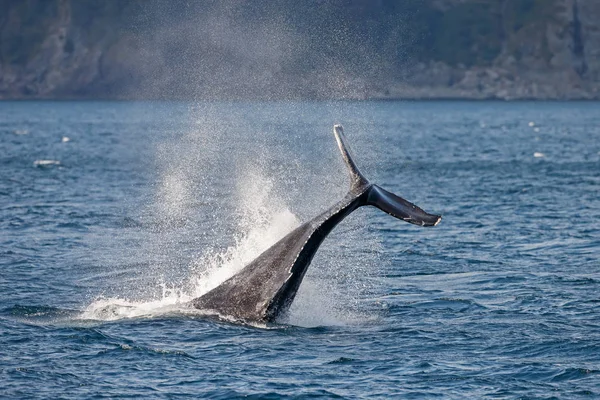 Cola de ballena gris en playa larga — Foto de Stock