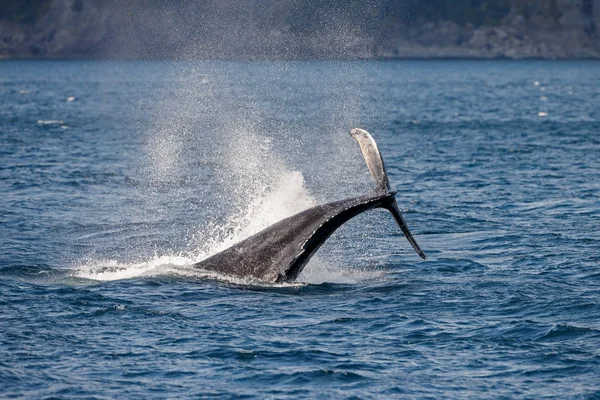 Long Beach gri balina kuyruğu