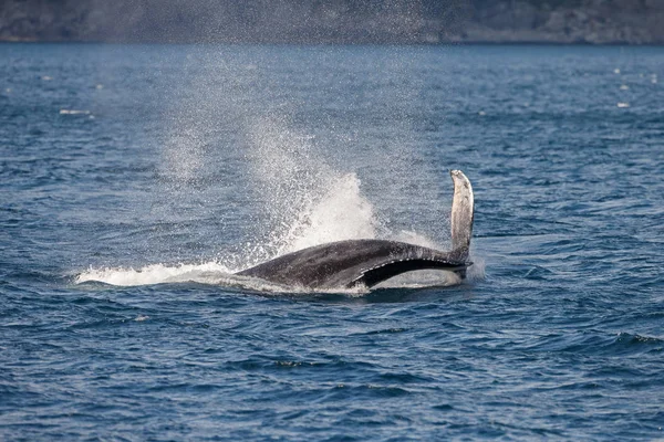 Staart van een grijze walvis op long beach — Stockfoto