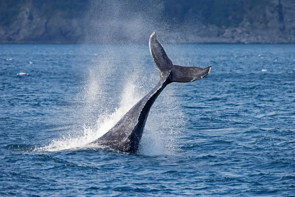 Cola de ballena gris en playa larga —  Fotos de Stock