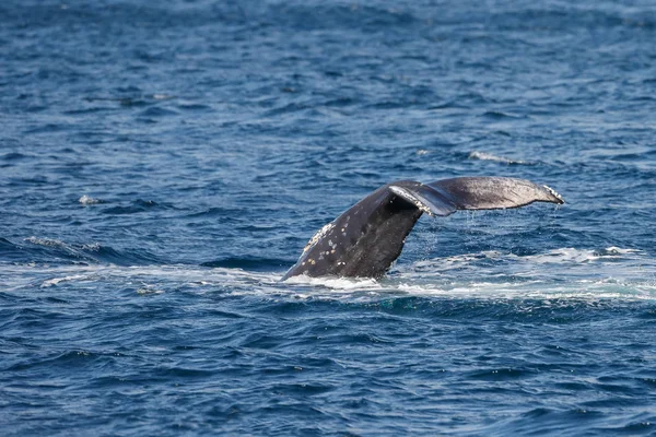 Long Beach gri balina kuyruğu