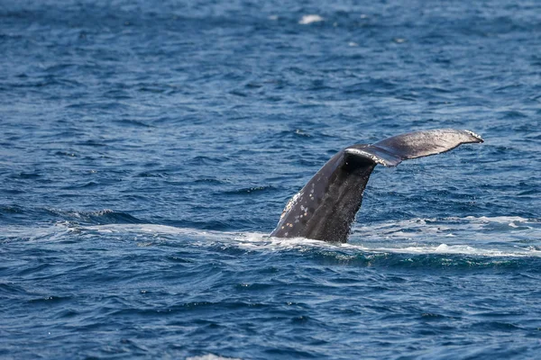 Tail of a grey whale at long beach — Stock Photo, Image