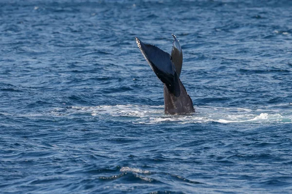 ロングビーチでの灰色のクジラの尾 — ストック写真