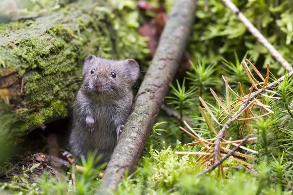 Træ mus på naturen - Stock-foto